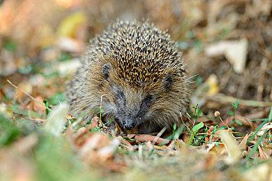 网易生活模拟新作《代号：奇旅》正式公布 将登陆全平台